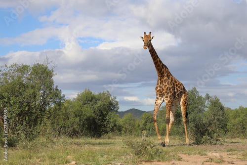Canvas Print Giraffe / Giraffe / Giraffa camelopardalis