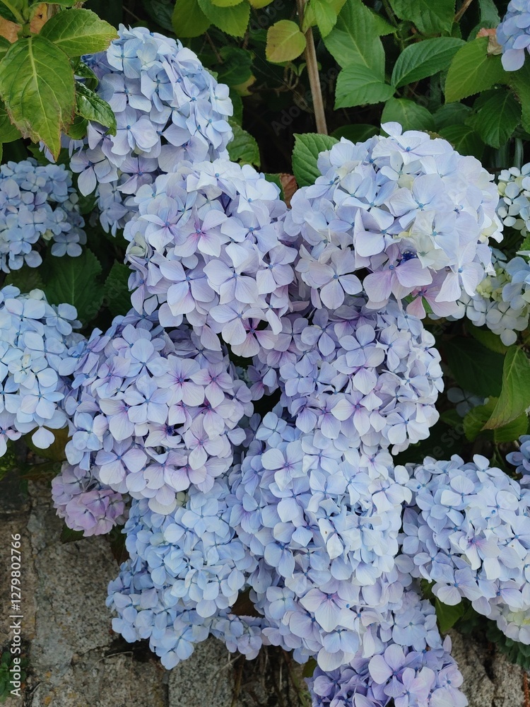 Purple hydrangeas