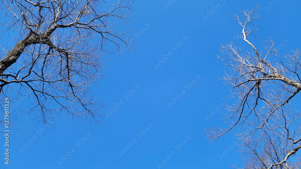 空を見上げる・天高く・冬空/Looking up at the sky, high in the sky, winter sky/하늘을 올려다 보는 · 하늘 높이 · 겨울 하늘 空を見上げる・天高く・冬空/Looking up at the sky, high in the sky, winter sky/하늘을 올려다 보는 · 하늘 높이 · 겨울 하늘