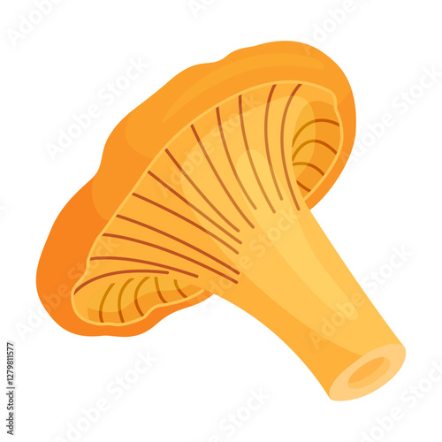 Chanterelle mushrooms 011