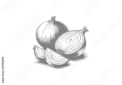 Onion Hand Drawn Illustration Sketch Vector Isolated