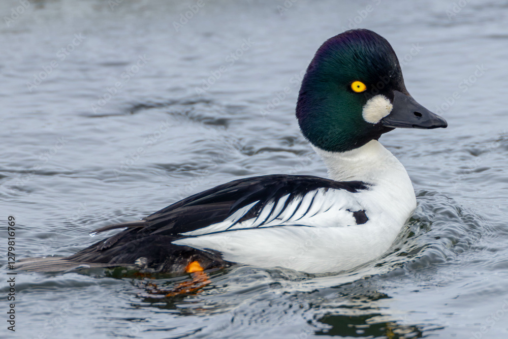 A Common Goldeneye male in winter