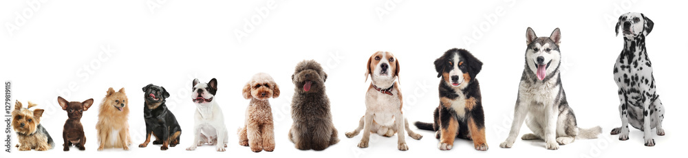 Adorable dogs of different sizes in row on white background, from smallest to largest Adorable dogs of different sizes in row on white background, from smallest to largest