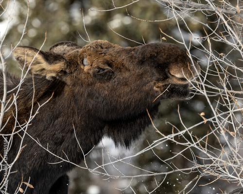 Western moose (Alces alces andersoni); Grand Teton NP; Wyoming photo