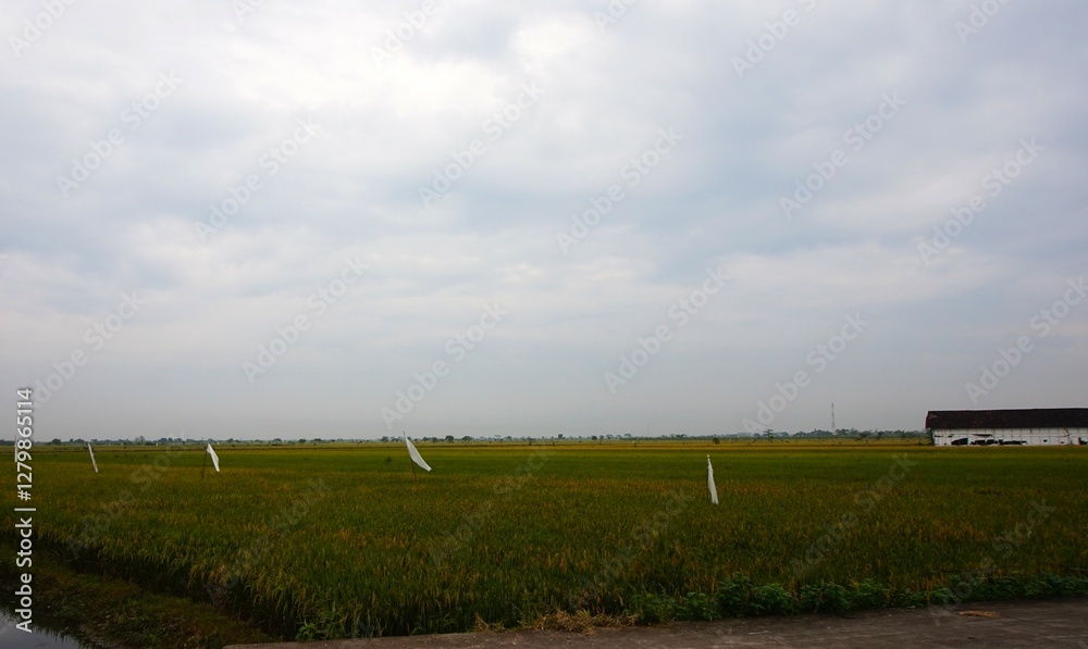 Obraz premium beautiful rice fields in the morning with rice plants starting to age
