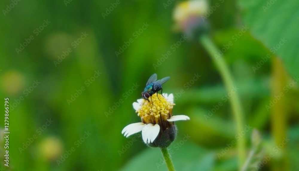 big green flies sitting on white flowers, cute and beautiful big green flies sitting on white flowers, cute and beautiful