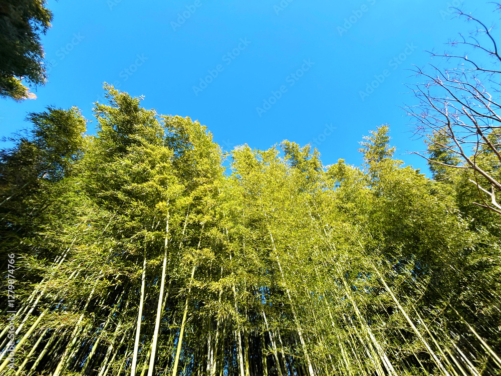 Fototapeta premium 晴れた日の竹林と青空