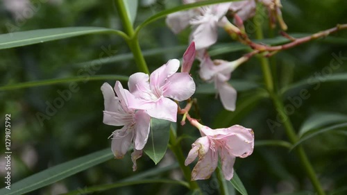 Soft pink colour flower close up