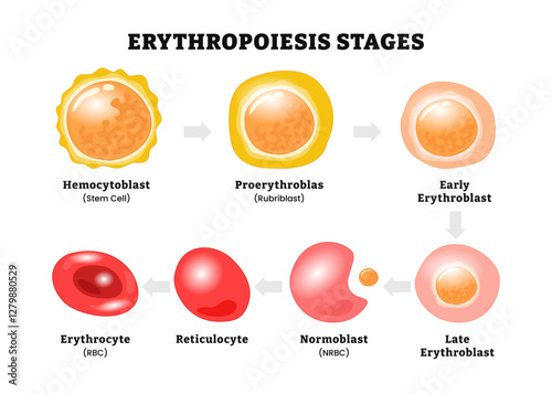 Erythropoiesis stages process diagram red blood cell process, labeled with hemocytoblast (stem cell), proerythroblast (rubiblast), normoblast (rbc), reticulocyte, erythrocyte. Biology education.