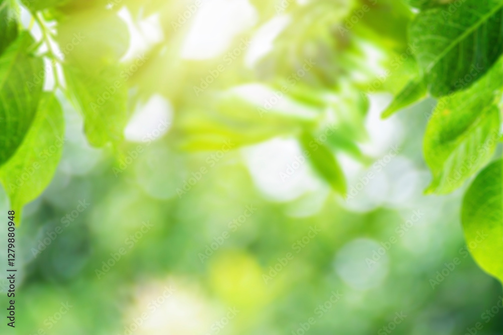 defocused bokeh and blur background of garden trees. defocused bokeh and blur background of garden trees.