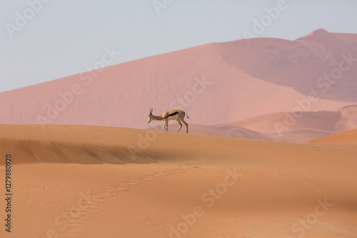 Fototapeta Naklejka Na Ścianę i Meble -  Springbok on Red Dunes