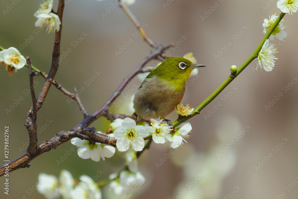 Bloom and Bird in Perfect Harmony Bloom and Bird in Perfect Harmony