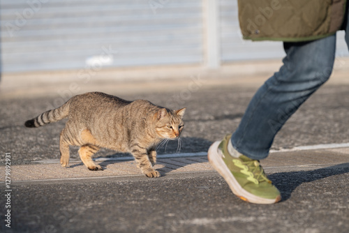 人の足もとに寄ってくる可愛い野良猫 photo