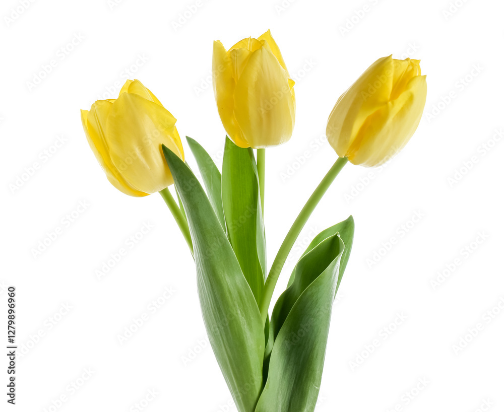 Beautiful yellow tulip flowers on white background Beautiful yellow tulip flowers on white background