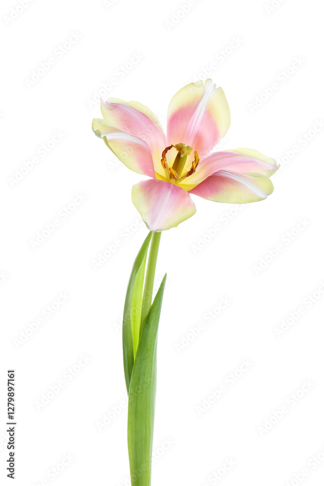 Naklejka premium Beautiful pink tulip flower on white background