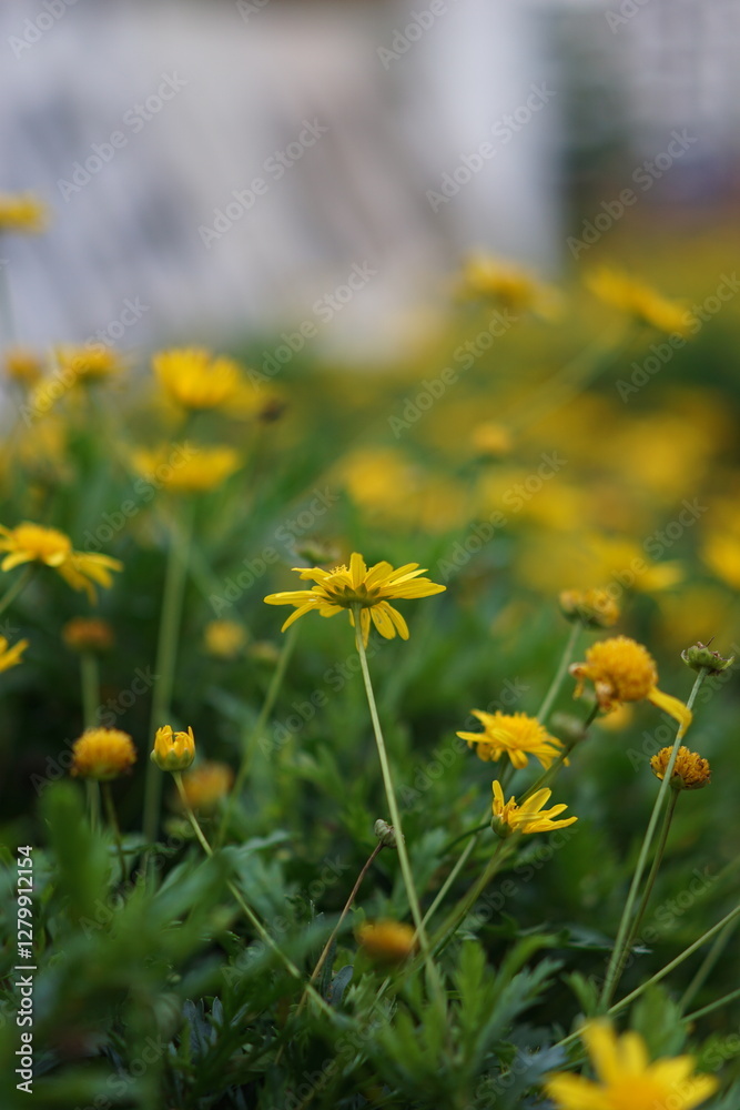 Cameron Highland, Pahang, Malaysia -October 8, 2021-
A close-up view of the intricate beauty of Euryops pectinatus, showcasing the vibrant hues of nature. Cameron Highland, Pahang, Malaysia -October 8, 2021-
A close-up view of the intricate beauty of Euryops pectinatus, showcasing the vibrant hues of nature.