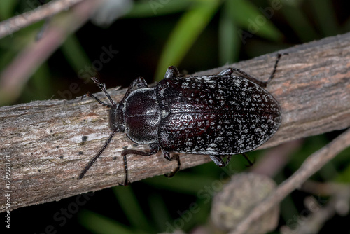 Lepispilus sulcicollis - Darkling Beetle on Branch photo