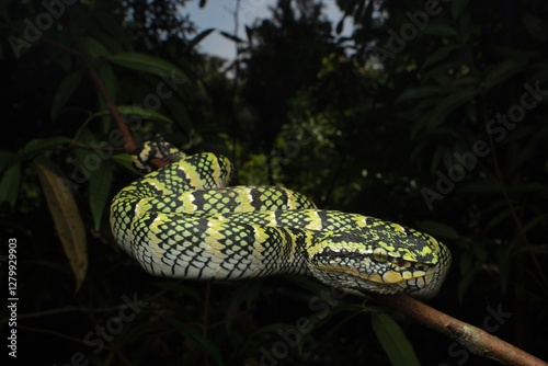 Female Wagler's Pit Viper in an environmental shot photo