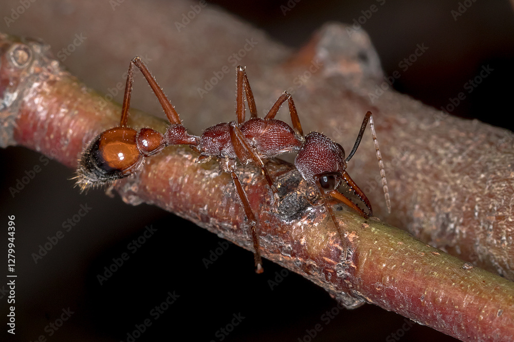 Black-scaped Bull Ant (Myrmecia nigriscapa) - Aussie Insects Black-scaped Bull Ant (Myrmecia nigriscapa) - Aussie Insects