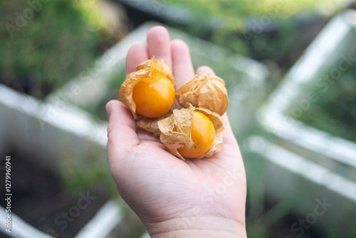 Cape gooseberry (Physalis peruviana) on hand