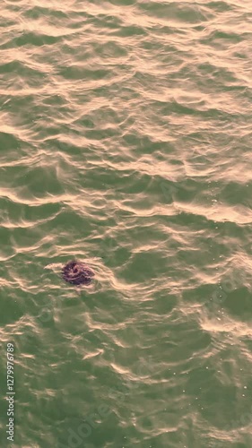 A peaceful sea turtle basks in the sunlight as it floats near the ocean's surface, creating a serene underwater scene.