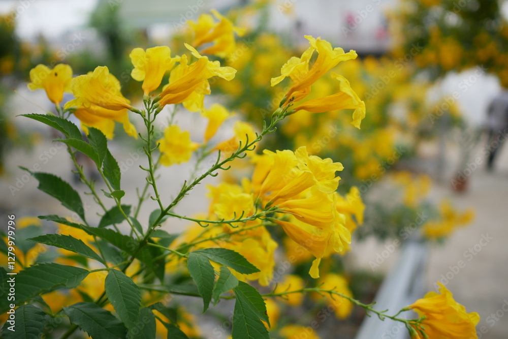 Φωτογραφία Yellow flowers in the garden, Yellow elder, Trumpetbush, Trumpet flower, Yellow