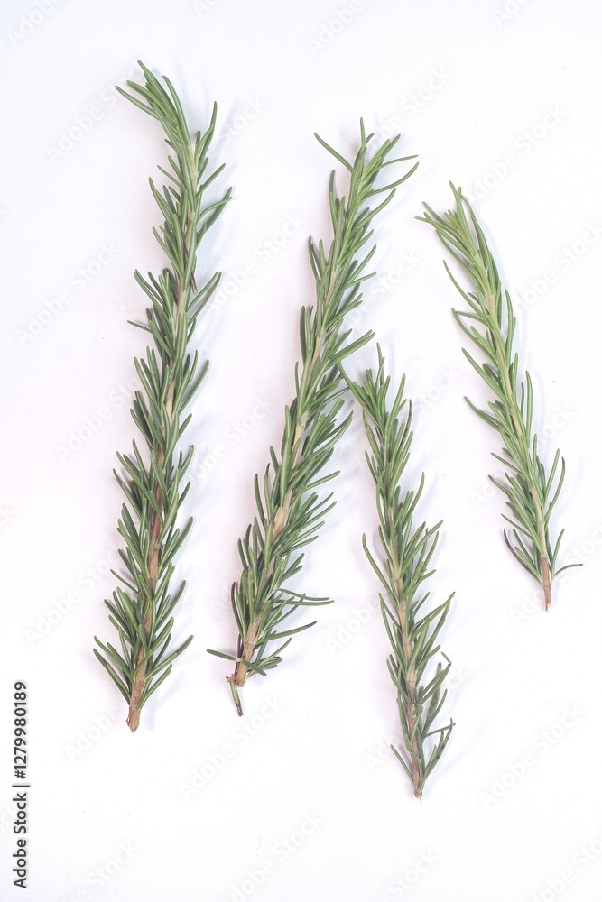 rosemary isolated on white background
rosemary isolated on white background