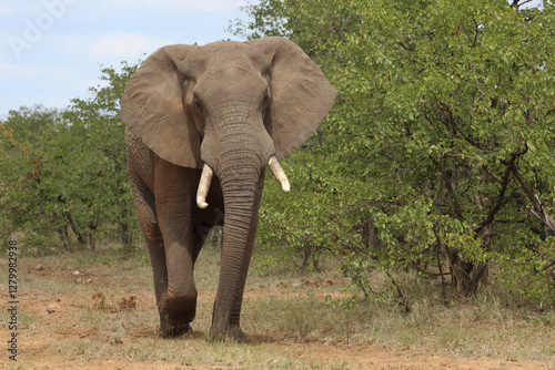 Afrikanischer Elefant / African elephant / Loxodonta africana