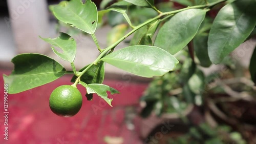 footage of a lime tree or limau katsuri with unripe lime with green leaves. photo