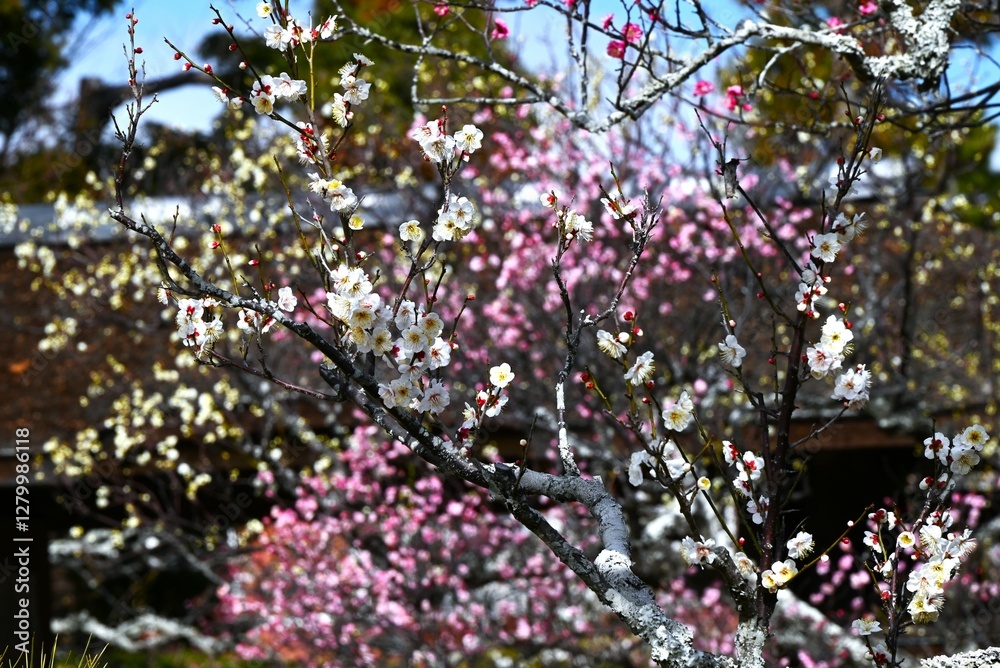 Japanese apricot (ume) blossoms in full bloom. After the Ume blossoms, the cherry blossoms will bloom. Please enjoy appreciating spring flowers (hanami) during your trip to Japan! Japanese apricot (ume) blossoms in full bloom. After the Ume blossoms, the cherry blossoms will bloom. Please enjoy appreciating spring flowers (hanami) during your trip to Japan!