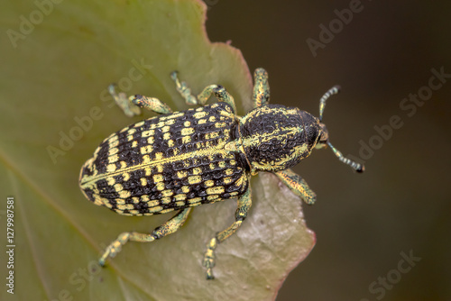 Botany Bay Diamond Weevil (Chrysolopus spectabilis) - Top-Down View on Leaf photo