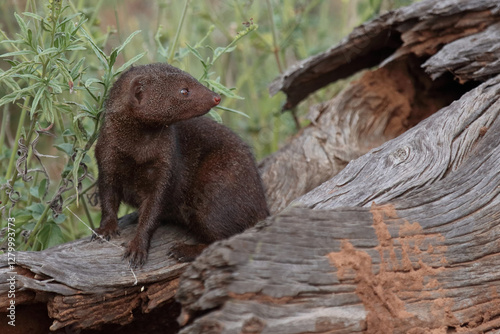 Südliche Zwergmanguste / Dwarf mongoose / Helogale parvula photo