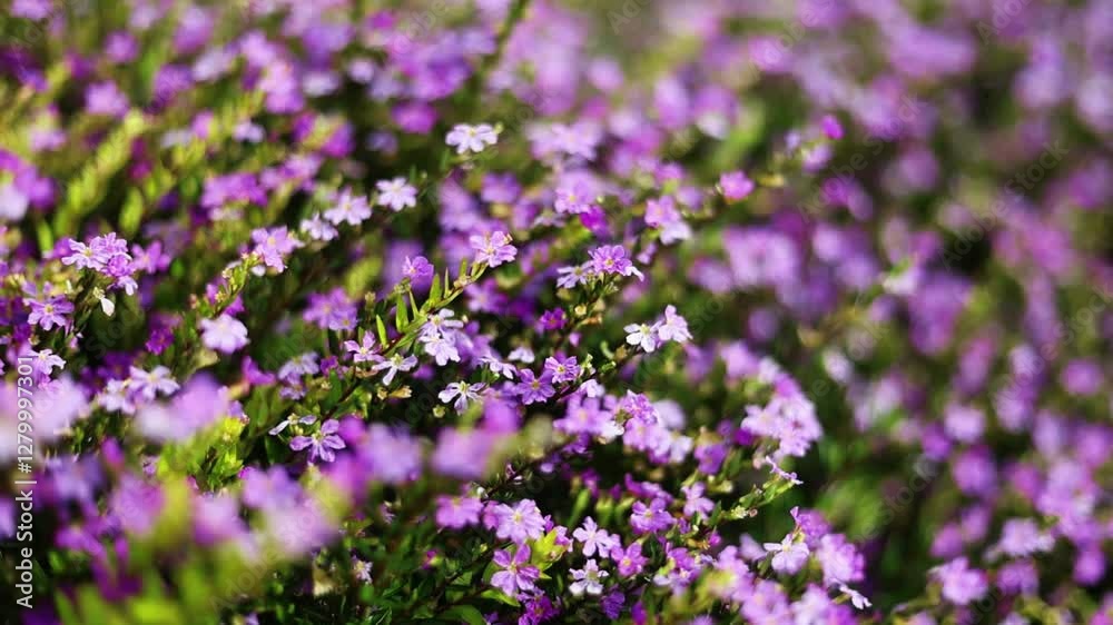 Vibrant Purple Wildflowers Blooming in a Lush Green Meadow Vibrant Purple Wildflowers Blooming in a Lush Green Meadow