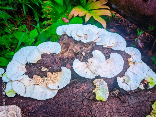 Fungal species that live in rotting wood photo