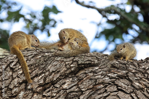 Ockerfußbuschhörnchen / Tree squirrel / Paraxerus cepapi photo