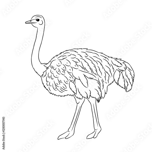 Ostrich cartoon, vector illustration, ostrich icon isolated on white background. Line art.