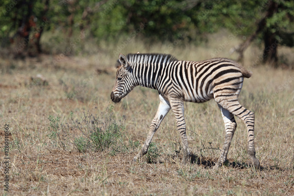 Steppenzebra / Burchell's zebra / Equus quagga burchellii. Steppenzebra / Burchell's zebra / Equus quagga burchellii.