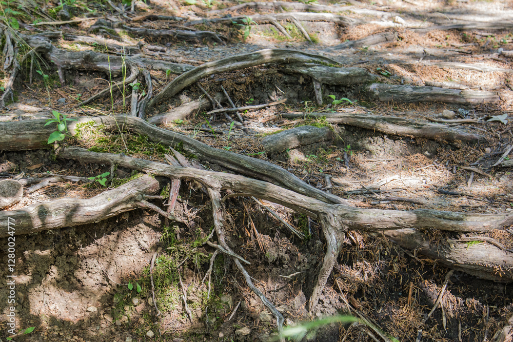 exposed tree roots