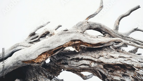 Dead tree roots, mountain landscape, gnarled branches, abstract texture photo