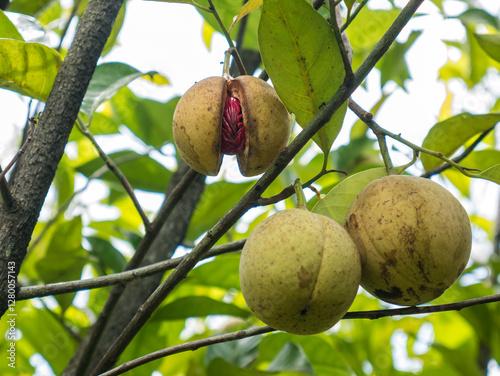 Close-up of a ripe nutmeg that has cracked, revealing the red seed inside. Two other nutmegs are still intact hanging on a tree branch. Fresh green leaves in the background with soft sunlight.
