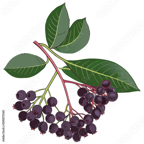 Saskatoon berries isolated on white background Amelanchier shadbush vector  illustration