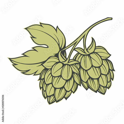 Image of hops vector  illustration