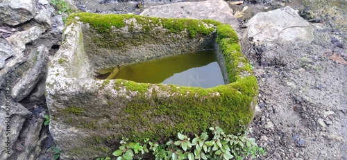 Charming weathered stone basin with soft moss, collecting rainwater in the heart of the garden. A touch of wilderness and calm. #GardenSanctuary #EcoFriendly #MossMagic