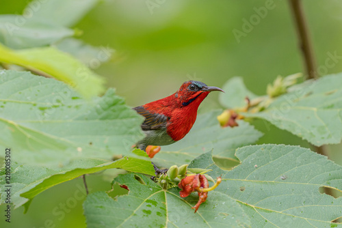 Crimson Sunbird Feeding on Tropical Flowers photo