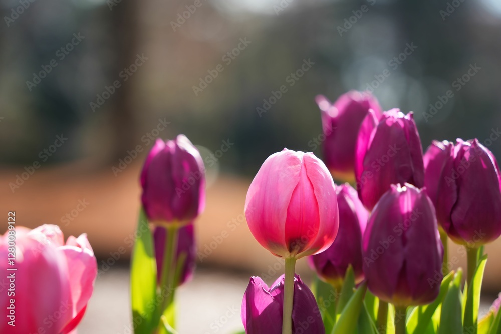 冬に咲くアイスチューリップ