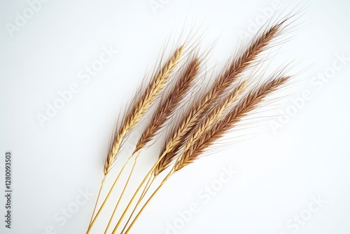 Wheat stalks, isolated on white background, agriculture, nature photo