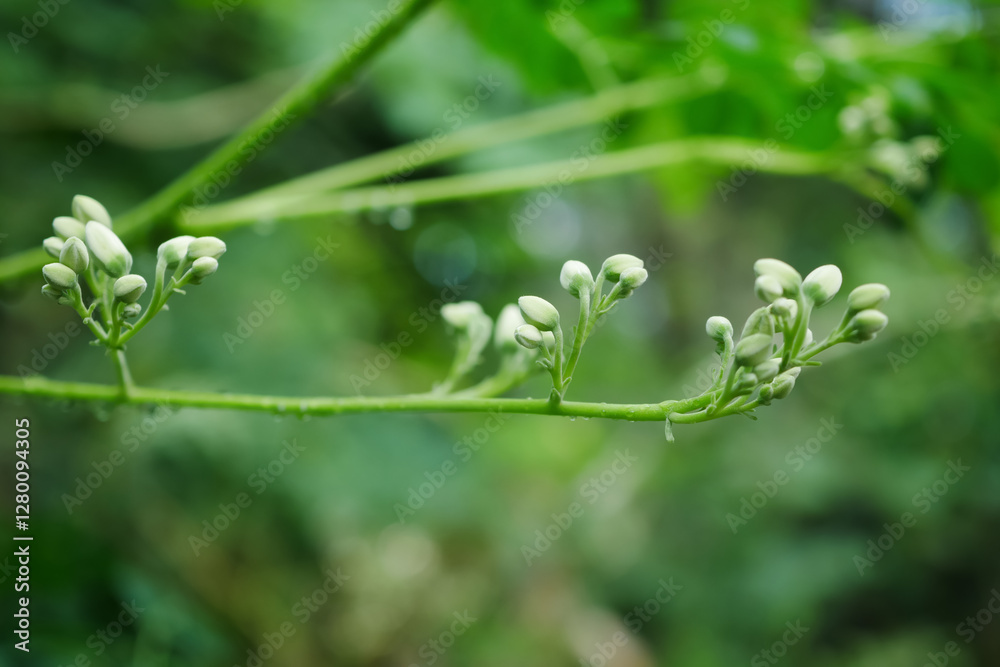 Close up moringa flowers on its tree selective focus Close up moringa flowers on its tree selective focus