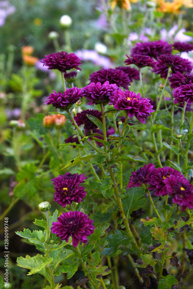 Obraz premium Beautiful Maroon chrysanthemum flowers closeup in the winter garden, Closeup of Chrysanthemum flower, Field of the Maroon Chrysanthemum, Beautiful Maroon flower blooming in nature.