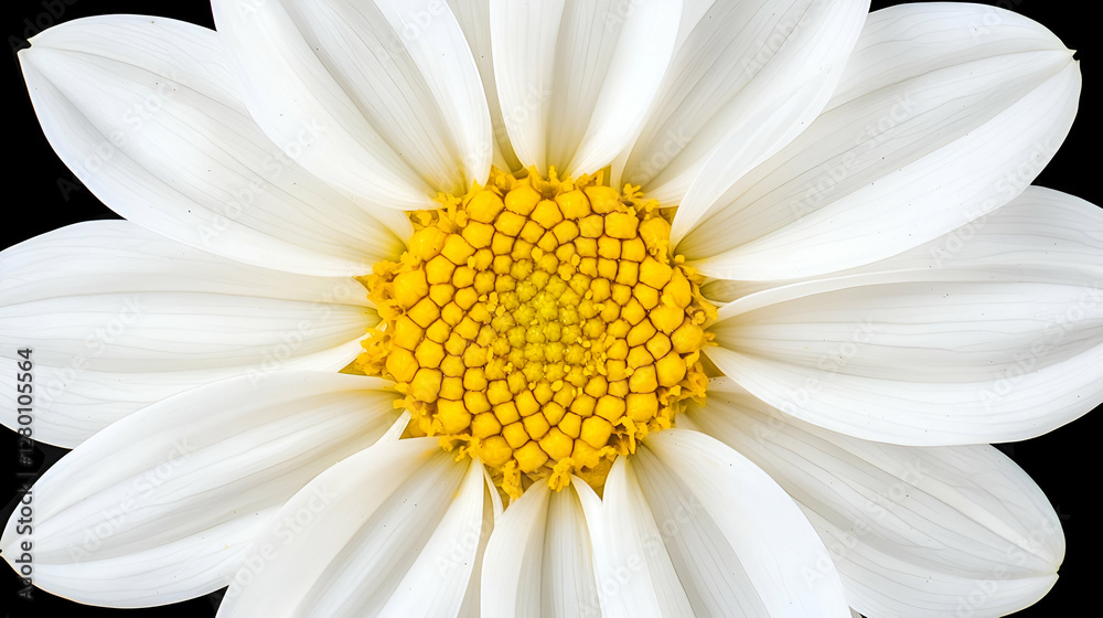 White Daisy Flower with Yellow Center on Black Background Close Up White Daisy Flower with Yellow Center on Black Background Close Up