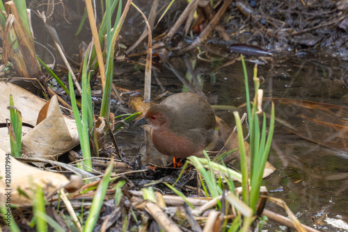 ruddy breasted crake in a forest photo